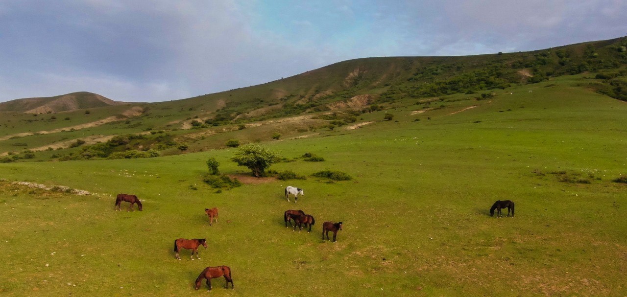 Хозяйство аула Диханкөл